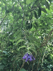 Iochroma cyaneum