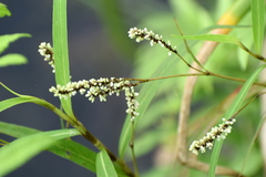 Persicaria glabra
