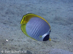 Chaetodon adiergastos