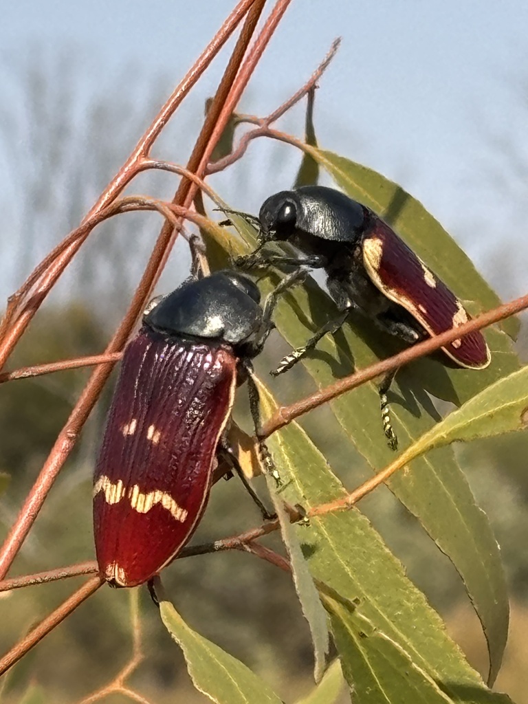 Temognatha stevensii