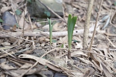 Lycoris chinensis, photograph 王天, CC BY, iNaturalist via GBIF