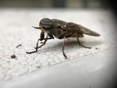 Tabanus limbatinevris