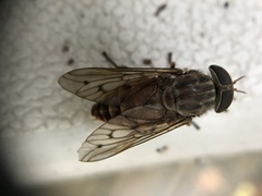 Tabanus limbatinevris