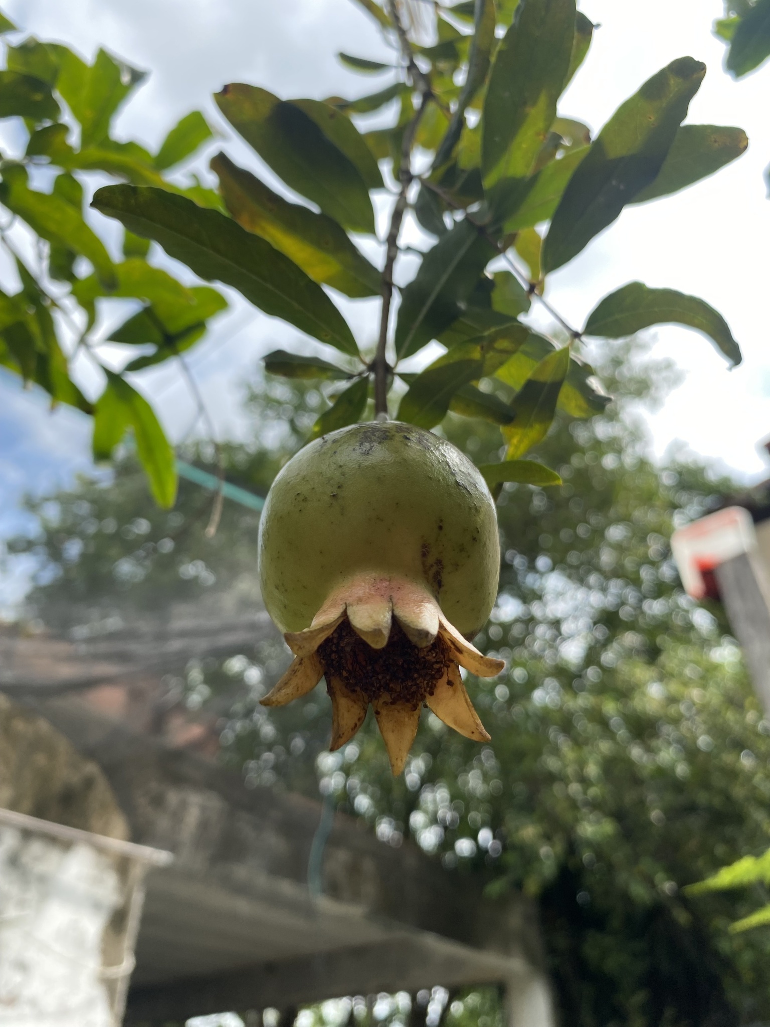 Punica granatum