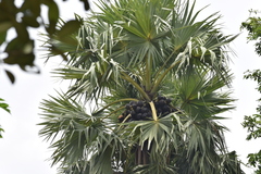 Borassus flabellifer