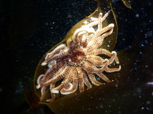 Fragile Sticky Ray Star