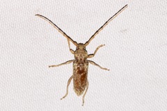 Enaphalodes rufulus