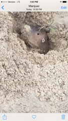Geomys breviceps