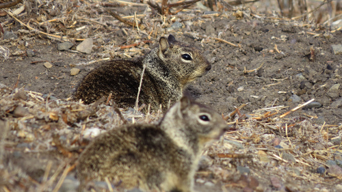 iNaturalist observation photo of California Ground Squirrel