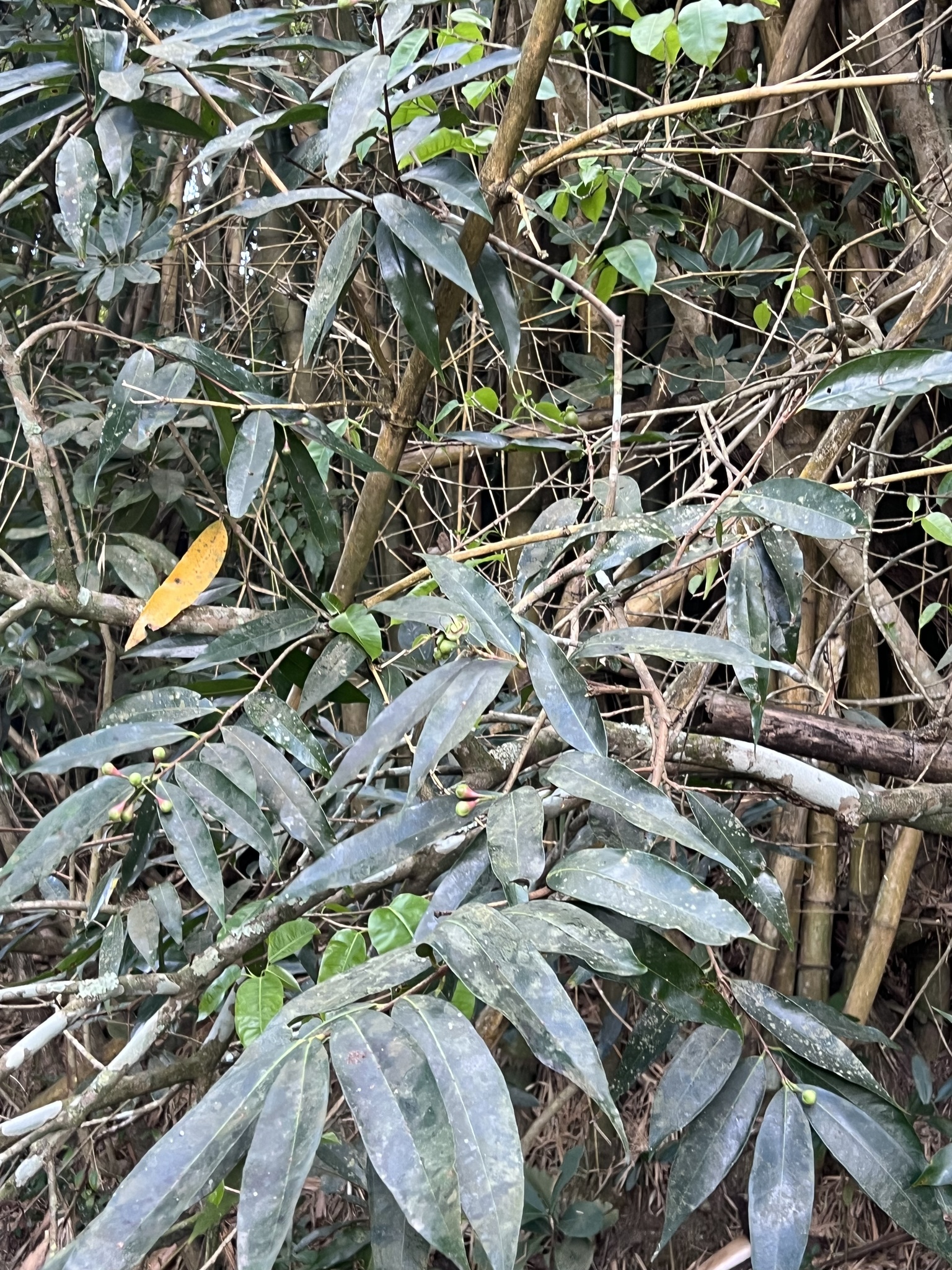 Imagem de Jambo amarelo