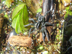 Allocosa paraguayensis