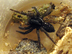 Allocosa paraguayensis