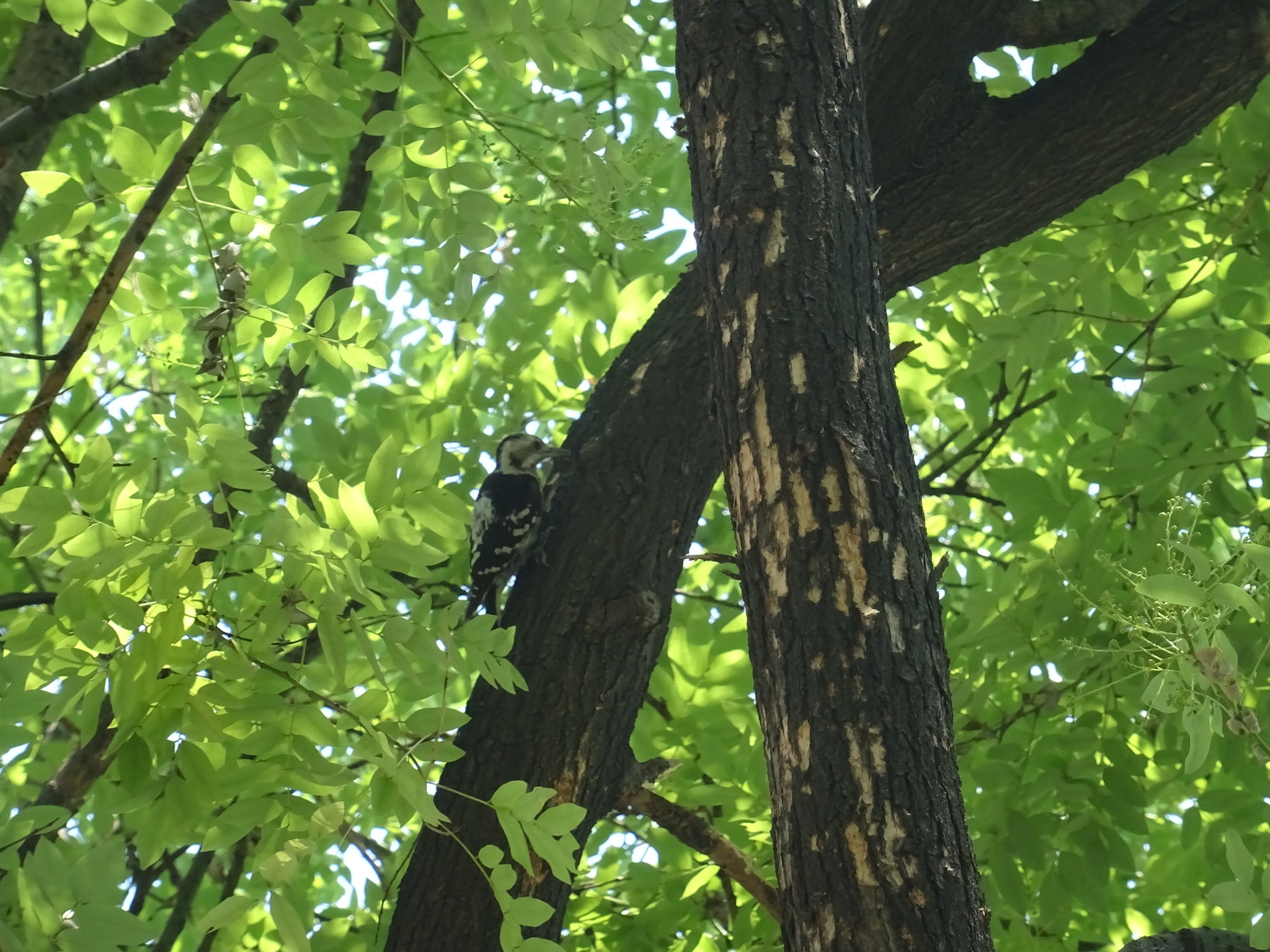 Grey-capped Pygmy Woodpecker