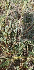 Panoquina errans