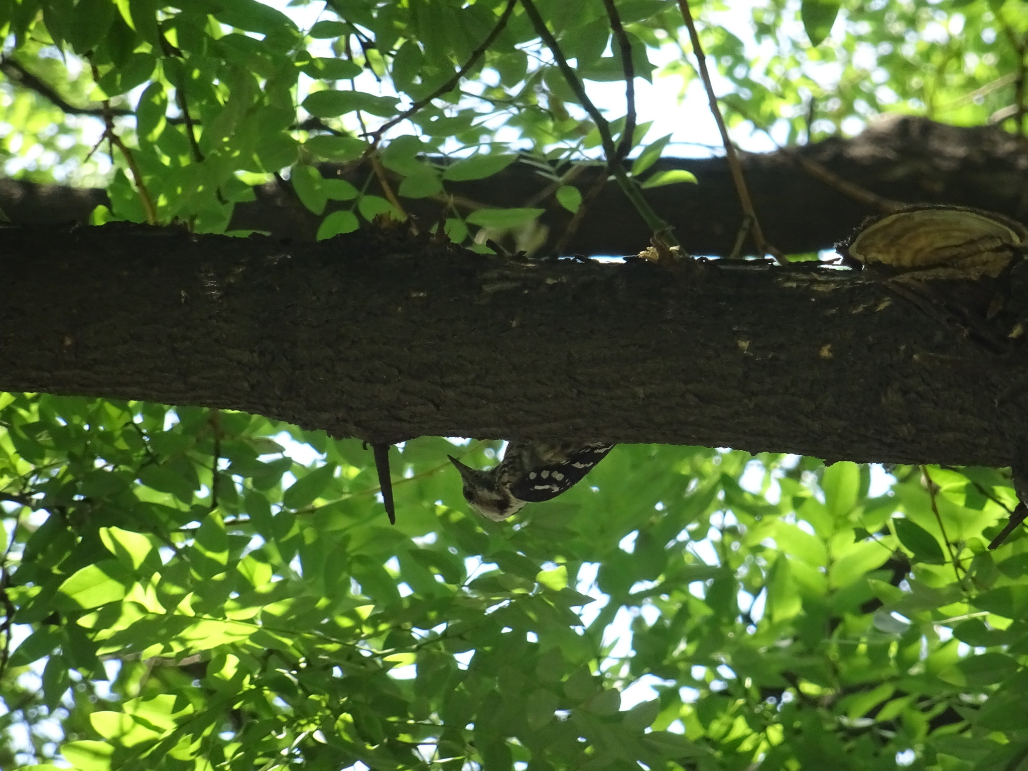 Grey-capped Pygmy Woodpecker