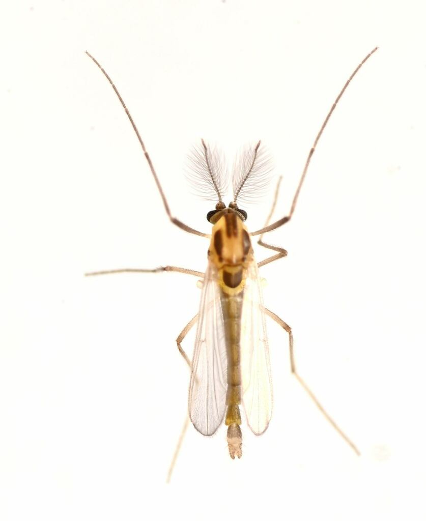 Parametriocnemus
