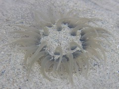 Paracondylactis sinensis