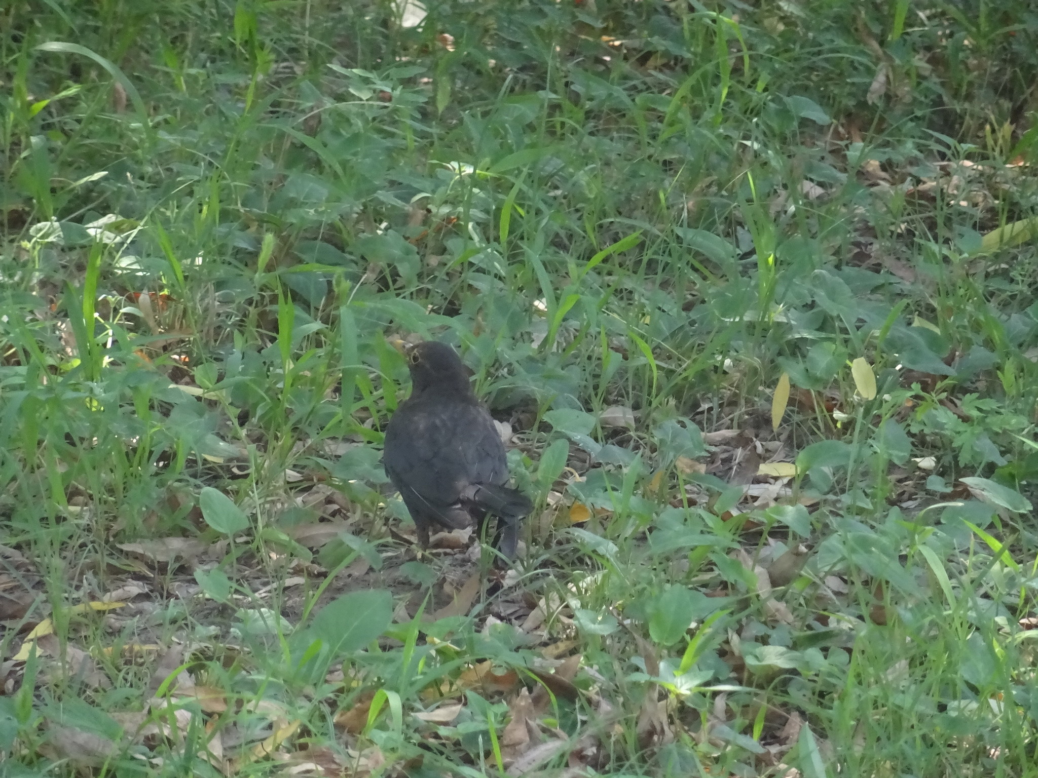 Chinese Blackbird