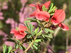 Indigofera stricta
