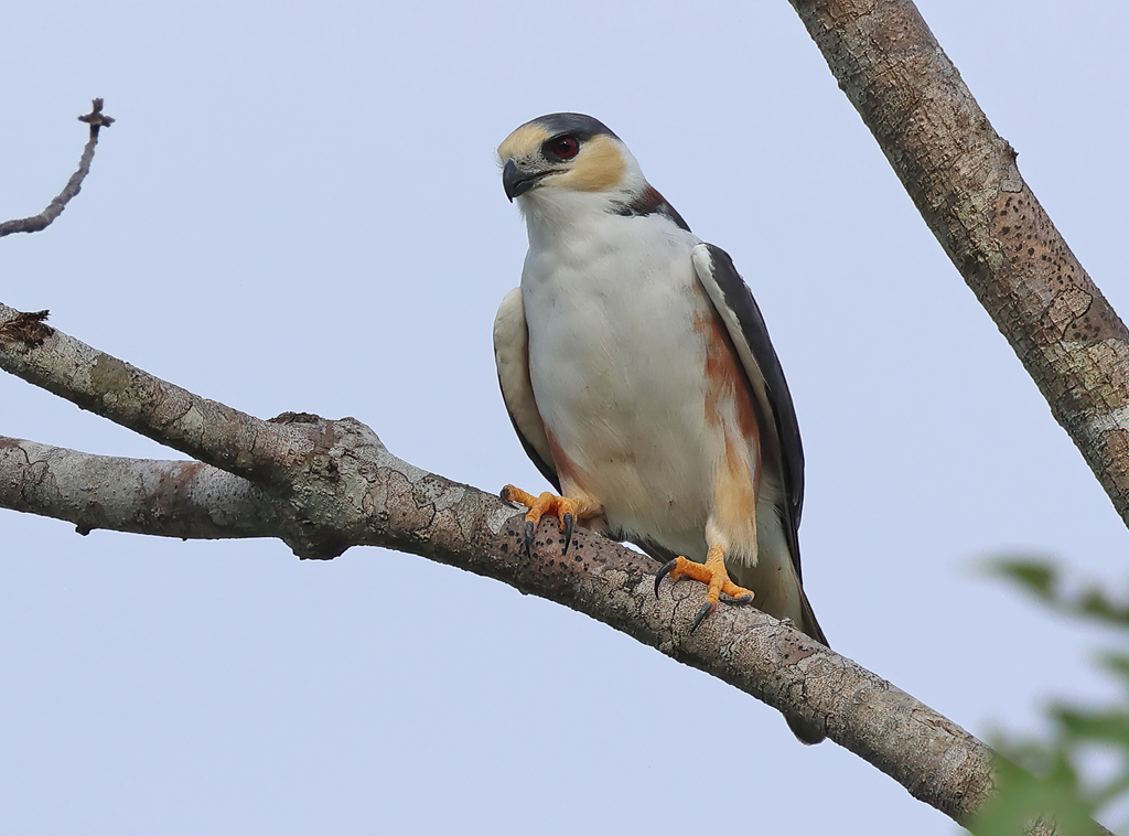 Pearl Kite