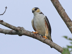 Pearl Kite photo 1