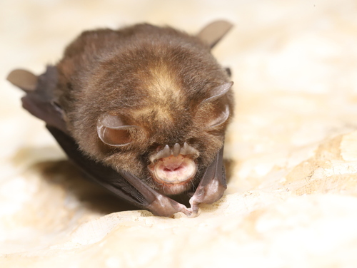 Dong Bac Trident Bat