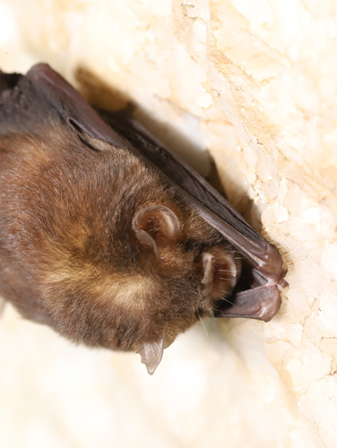 Dong Bac Trident Bat