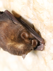 Dong Bac Trident Bat photo 5