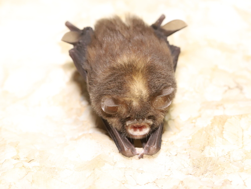 Dong Bac Trident Bat
