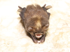 Dong Bac Trident Bat photo 2