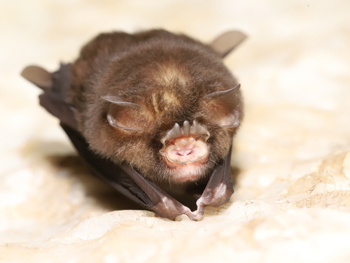 Dong Bac's Trident Bat (Aselliscus dongbacanus) — Near Threatened Mammalia