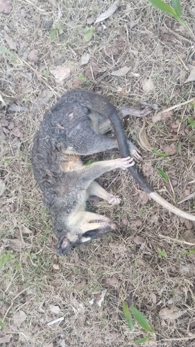 Northern Four-eyed Opossum