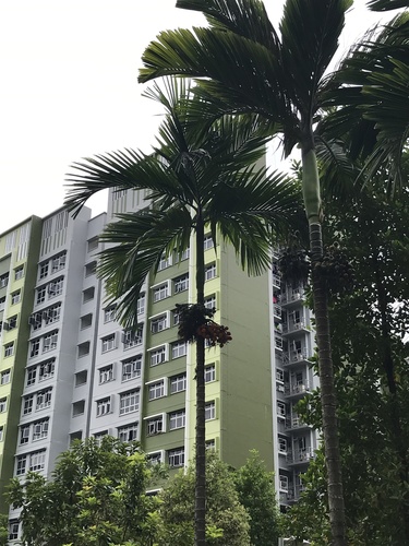 Areca catechu iNat (2)