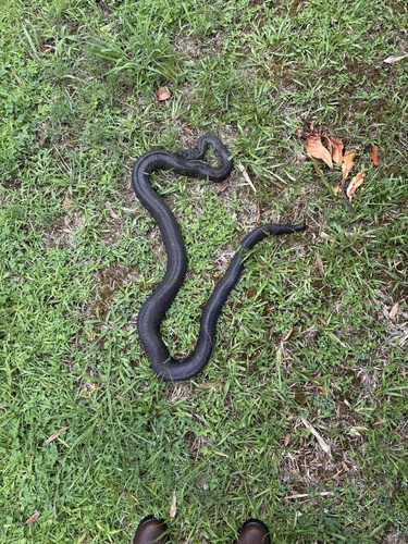 Diamond Python sighting