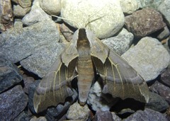 Smerinthus saliceti