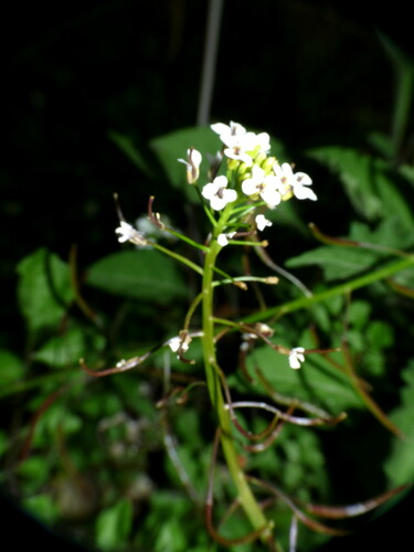 Foto de Agrião-selvagem