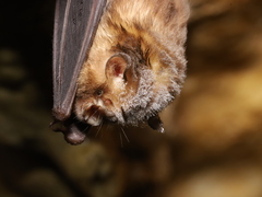 Dong Bac Trident Bat photo 4