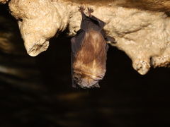 Dong Bac Trident Bat photo 3