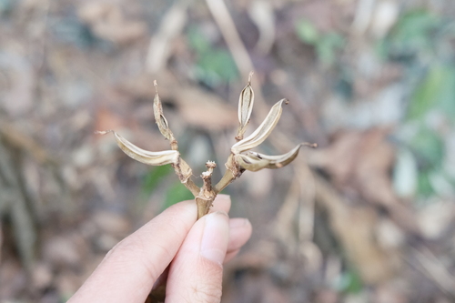 Hemiboea subcapitata, photograph 1