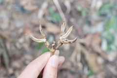 Hemiboea subcapitata, photograph 王天, CC BY, iNaturalist via GBIF