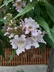× chitalpa tashkentensis