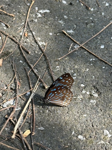 Dark Blue Tiger