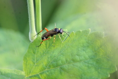 Macrophya rufipes
