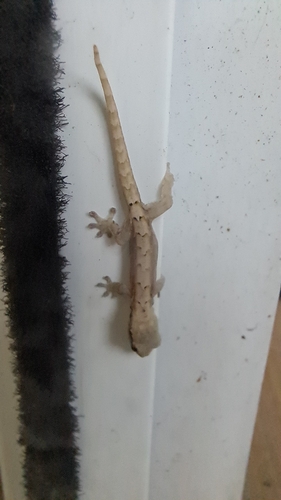 Lepidodactylus lugubris observed 2025-01-28