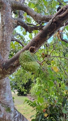 Annona muricata - Whole tree