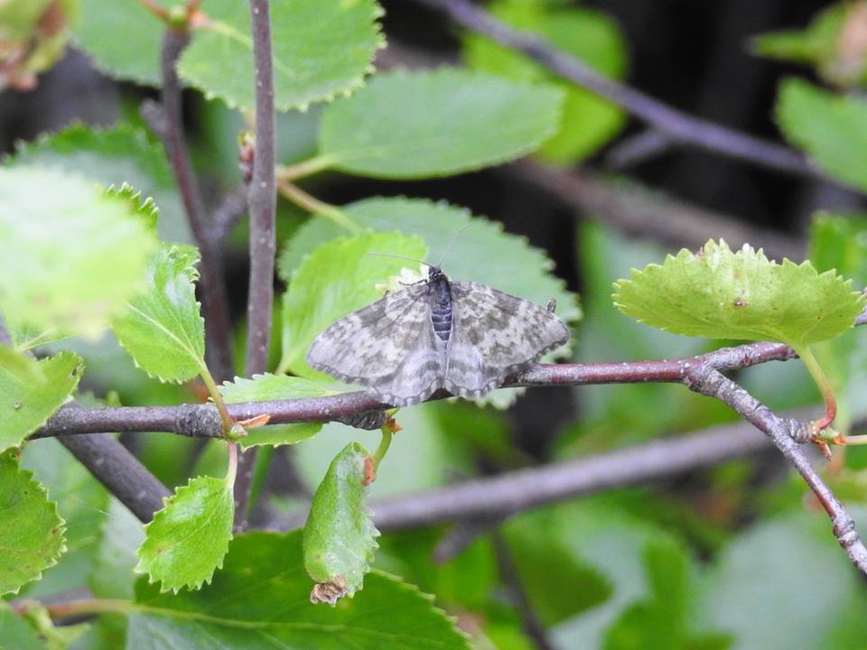 Rheumaptera hastata thulearia