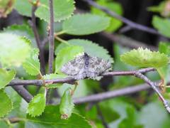 Rheumaptera hastata thulearia