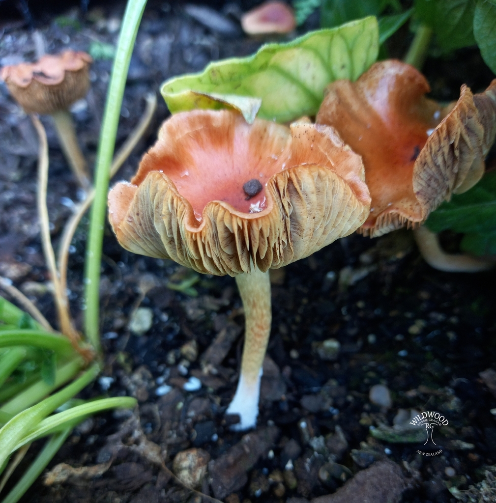 Leratiomyces ceres · February 2025 · photo: © robbiebgraham (iNaturalist, cc0)