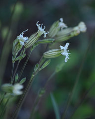 Silene douglasii