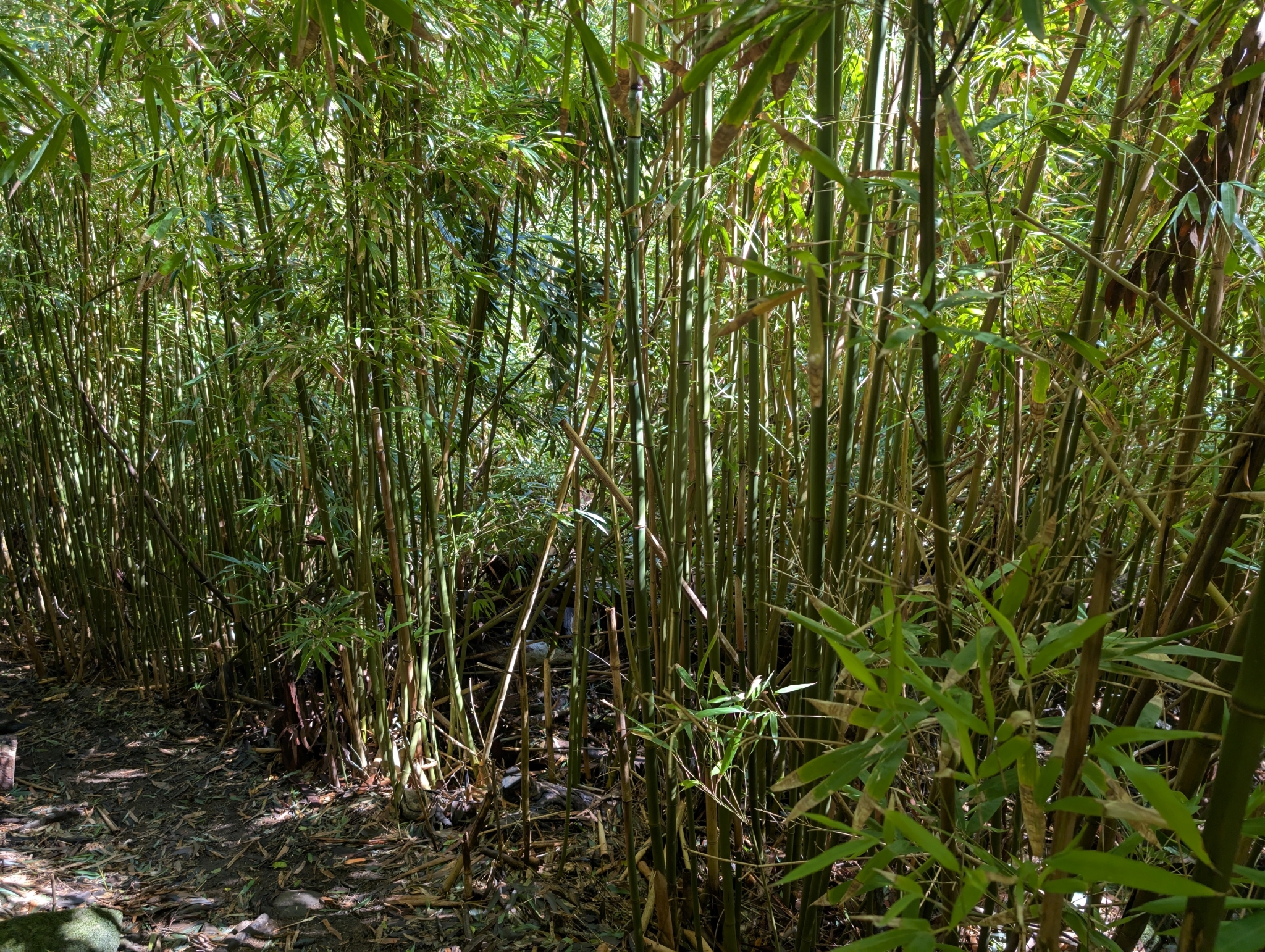 Imagem de Bambu-mossô